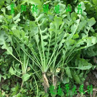 哪里有荠菜(新鲜荠菜哪里买)-第1张图片-厨房小当家 哪里有荠菜(新鲜荠菜哪里买)-第1张图片-厨房小当家
