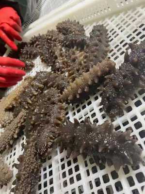 海参去哪里买,海参哪里买的最放心-第3张图片-厨房小当家 海参去哪里买,海参哪里买的最放心-第3张图片-厨房小当家