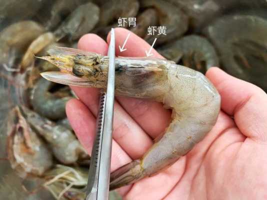 子虾的子在哪里(籽虾是海里的还是河里的)-第2张图片-厨房小当家 子虾的子在哪里(籽虾是海里的还是河里的)-第2张图片-厨房小当家