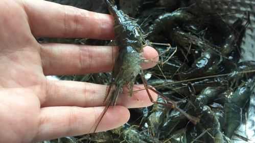 子虾的子在哪里(籽虾是海里的还是河里的)-第1张图片-厨房小当家 子虾的子在哪里(籽虾是海里的还是河里的)-第1张图片-厨房小当家