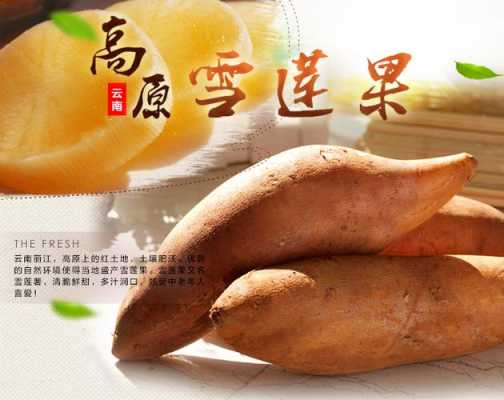 雪莲果是哪里的(雪莲果是哪里的特产?)-第2张图片-厨房小当家 雪莲果是哪里的(雪莲果是哪里的特产?)-第2张图片-厨房小当家