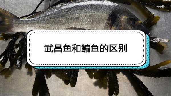 武昌鱼是哪里的鱼(武昌鱼是武昌湖的鱼吗)-第1张图片-厨房小当家 武昌鱼是哪里的鱼(武昌鱼是武昌湖的鱼吗)-第1张图片-厨房小当家