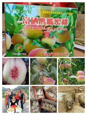 哪里的桃最好吃(韶关鹰嘴桃哪里的最好吃)-第2张图片-厨房小当家 哪里的桃最好吃(韶关鹰嘴桃哪里的最好吃)-第2张图片-厨房小当家