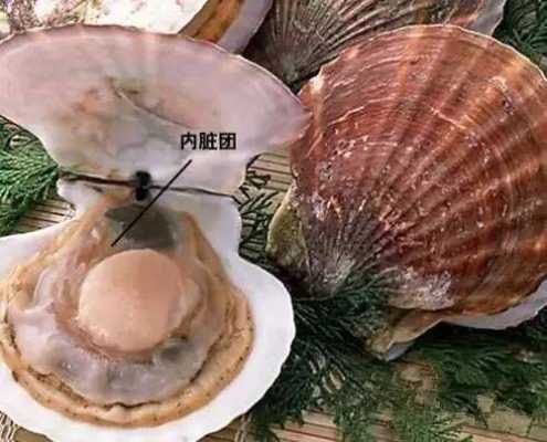 吃扇贝的哪里(扇贝哪里不能吃)-第2张图片-厨房小当家 吃扇贝的哪里(扇贝哪里不能吃)-第2张图片-厨房小当家