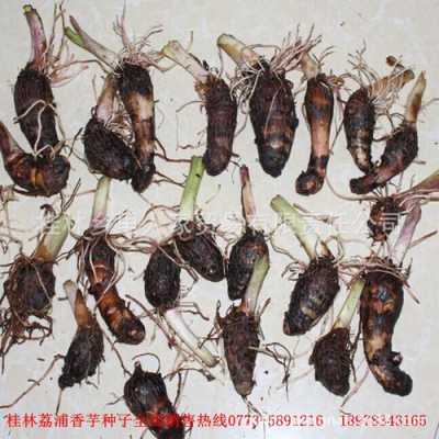 芋头哪里卖(芋头种子哪里有卖的)-第2张图片-厨房小当家 芋头哪里卖(芋头种子哪里有卖的)-第2张图片-厨房小当家