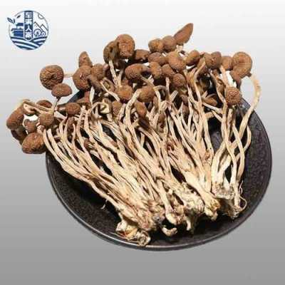 茶树菇是哪里的特产,茶树菇是哪里的特产-第2张图片-厨房小当家 茶树菇是哪里的特产,茶树菇是哪里的特产-第2张图片-厨房小当家