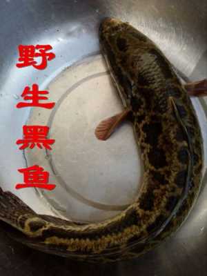 乌鱼是哪里的(乌鱼是哪里的鱼)-第2张图片-厨房小当家 乌鱼是哪里的(乌鱼是哪里的鱼)-第2张图片-厨房小当家