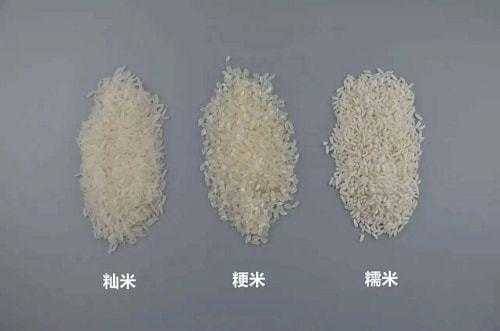 粳米是哪里的米（粳米是哪里的米类）-第3张图片-厨房小当家