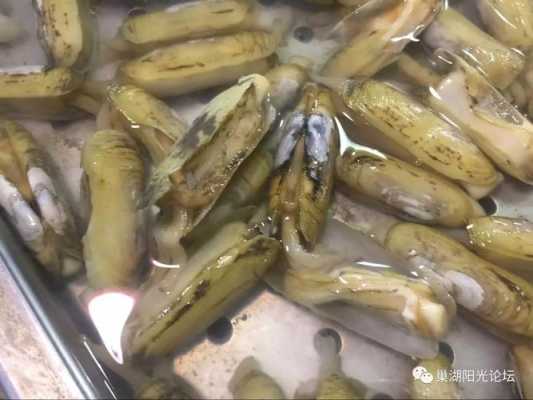 蛏子哪里有(蛏子哪里有卖)-第1张图片-厨房小当家 蛏子哪里有(蛏子哪里有卖)-第1张图片-厨房小当家