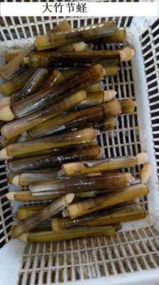 蛏子哪里有(蛏子哪里有卖)-第3张图片-厨房小当家 蛏子哪里有(蛏子哪里有卖)-第3张图片-厨房小当家