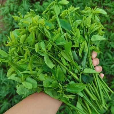 树菜是哪里的(树菜是哪里的特产)-第3张图片-厨房小当家 树菜是哪里的(树菜是哪里的特产)-第3张图片-厨房小当家