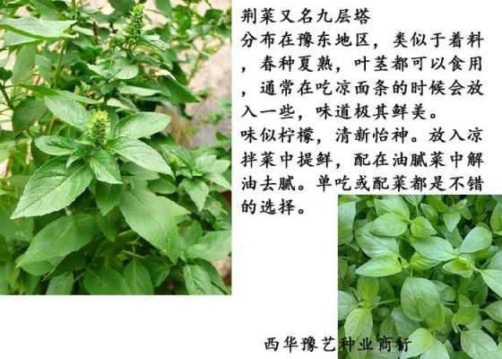 荆菜是哪里菜(荆菜是哪里菜系)-第2张图片-厨房小当家 荆菜是哪里菜(荆菜是哪里菜系)-第2张图片-厨房小当家