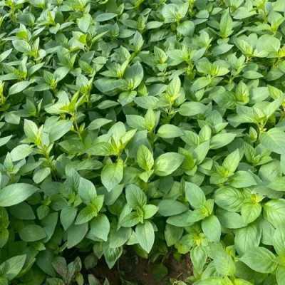 荆菜是哪里菜(荆菜是哪里菜系)-第3张图片-厨房小当家 荆菜是哪里菜(荆菜是哪里菜系)-第3张图片-厨房小当家