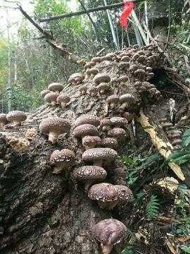 中国香菇之乡排名,香菇是哪里的产地最好-第2张图片-厨房小当家 中国香菇之乡排名,香菇是哪里的产地最好-第2张图片-厨房小当家