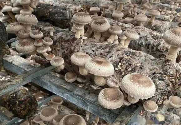 中国香菇之乡排名,香菇是哪里的产地最好-第3张图片-厨房小当家 中国香菇之乡排名,香菇是哪里的产地最好-第3张图片-厨房小当家