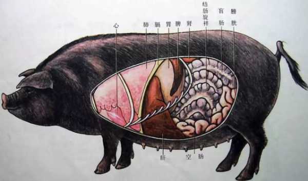 猪的哪里能吃(猪那里能吃)-第3张图片-厨房小当家 猪的哪里能吃(猪那里能吃)-第3张图片-厨房小当家
