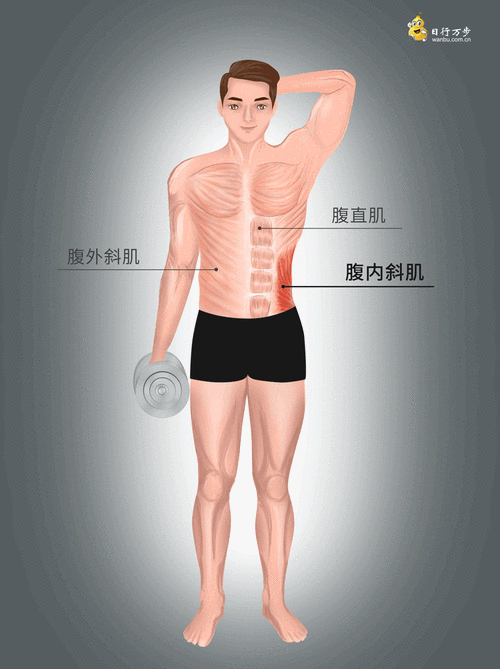 腹肉是哪里的肉(腹肉是哪里的肉图片)-第1张图片-厨房小当家 腹肉是哪里的肉(腹肉是哪里的肉图片)-第1张图片-厨房小当家