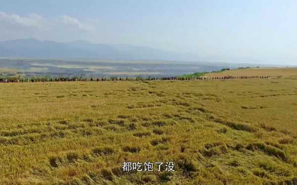 大丰收是哪里的(白鹿原大丰收是哪一集)-第1张图片-厨房小当家 大丰收是哪里的(白鹿原大丰收是哪一集)-第1张图片-厨房小当家