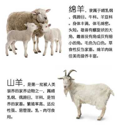 羊的哪里可以吃(羊的哪里吃了最补?)-第1张图片-厨房小当家 羊的哪里可以吃(羊的哪里吃了最补?)-第1张图片-厨房小当家