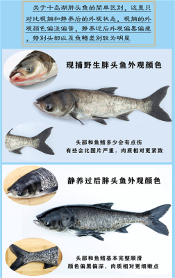 包头鱼是哪里的鱼(包头鱼和胖头鱼的区别)-第2张图片-厨房小当家 包头鱼是哪里的鱼(包头鱼和胖头鱼的区别)-第2张图片-厨房小当家