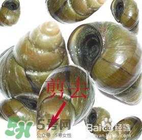 海螺哪里能吃(田螺吃哪些部位)-第3张图片-厨房小当家 海螺哪里能吃(田螺吃哪些部位)-第3张图片-厨房小当家