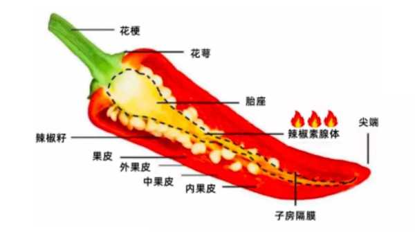 辣椒哪个部位最辣,辣椒哪里的最辣最出名-第1张图片-厨房小当家 辣椒哪个部位最辣,辣椒哪里的最辣最出名-第1张图片-厨房小当家