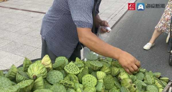 莲蓬哪里有卖(上海有莲蓬卖吗)-第2张图片-厨房小当家 莲蓬哪里有卖(上海有莲蓬卖吗)-第2张图片-厨房小当家
