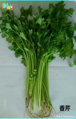 秦菜的代表菜,秦菜是什么-第3张图片-厨房小当家 秦菜的代表菜,秦菜是什么-第3张图片-厨房小当家