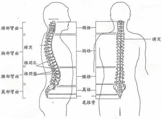 尾骨骨在哪里(尾骨 在哪)-第2张图片-厨房小当家 尾骨骨在哪里(尾骨 在哪)-第2张图片-厨房小当家