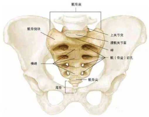 尾骨骨在哪里(尾骨 在哪)-第1张图片-厨房小当家 尾骨骨在哪里(尾骨 在哪)-第1张图片-厨房小当家