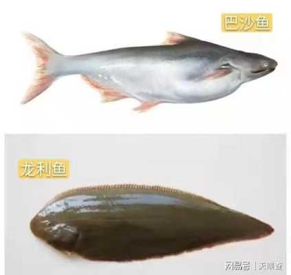 龙利鱼是哪里的(龙利鱼和花龙利鱼区别)-第3张图片-厨房小当家 龙利鱼是哪里的(龙利鱼和花龙利鱼区别)-第3张图片-厨房小当家