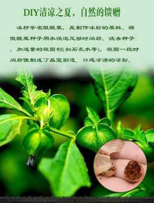 冰粉籽哪里-第1张图片-厨房小当家 冰粉籽哪里-第1张图片-厨房小当家