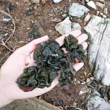 地皮菜是哪里的(地曲莲一般长哪里)-第2张图片-厨房小当家 地皮菜是哪里的(地曲莲一般长哪里)-第2张图片-厨房小当家