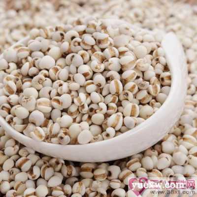 薏米哪里的最好(薏米哪里的最好最正宗)-第1张图片-厨房小当家 薏米哪里的最好(薏米哪里的最好最正宗)-第1张图片-厨房小当家