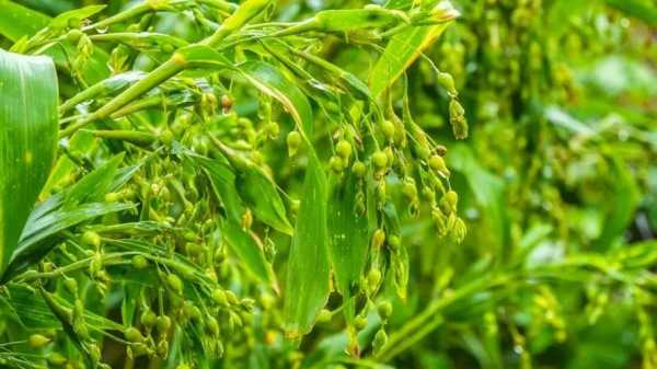 薏米哪里的最好(薏米哪里的最好最正宗)-第2张图片-厨房小当家 薏米哪里的最好(薏米哪里的最好最正宗)-第2张图片-厨房小当家