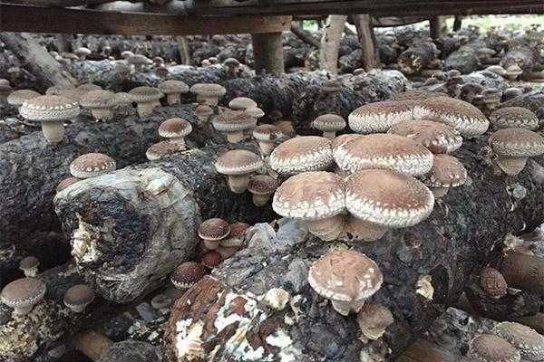 香菇是产地在哪里(香菇是长在什么地方的)-第1张图片-厨房小当家 香菇是产地在哪里(香菇是长在什么地方的)-第1张图片-厨房小当家
