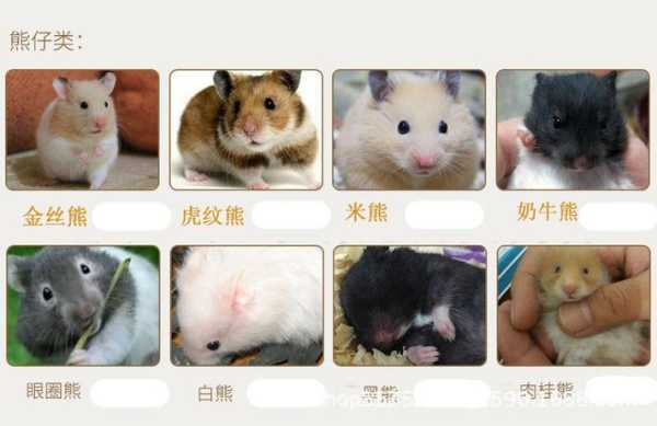 如何辨别布丁、奶茶、银狐是不是纯种的?它们各有什么特点？布丁反色的几率有多大,辨别奶茶怎么样好喝-第3张图片-厨房小当家