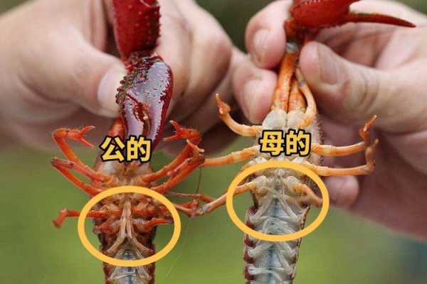 龙虾虾黄在哪里(龙虾黄在哪个部位)-第2张图片-厨房小当家 龙虾虾黄在哪里(龙虾黄在哪个部位)-第2张图片-厨房小当家