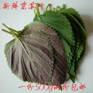北京哪里有卖苏子叶的 ?多少钱一斤,最好在四环以内,如果不是也可以,有就行啊,苏子叶哪里有卖-第2张图片-厨房小当家 北京哪里有卖苏子叶的 ?多少钱一斤,最好在四环以内,如果不是也可以,有就行啊,苏子叶哪里有卖-第2张图片-厨房小当家