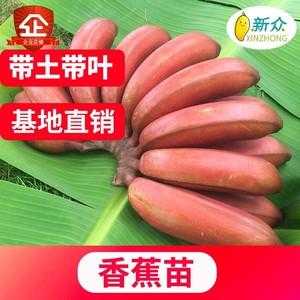 红香蕉哪里的(请问红香蕉与王帝蕉蕉茎都系粉红色什样分)-第3张图片-厨房小当家 红香蕉哪里的(请问红香蕉与王帝蕉蕉茎都系粉红色什样分)-第3张图片-厨房小当家