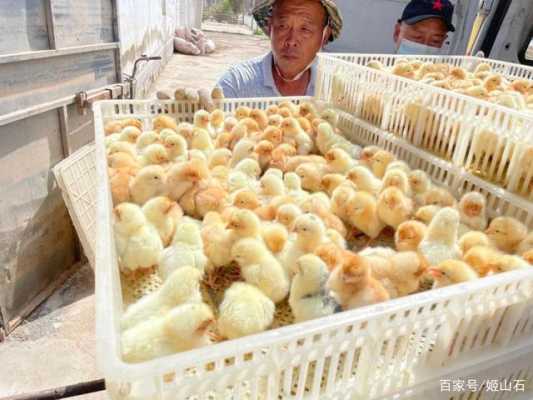 新乡哪里有鸡(新乡哪里有鸡苗)-第2张图片-厨房小当家 新乡哪里有鸡(新乡哪里有鸡苗)-第2张图片-厨房小当家