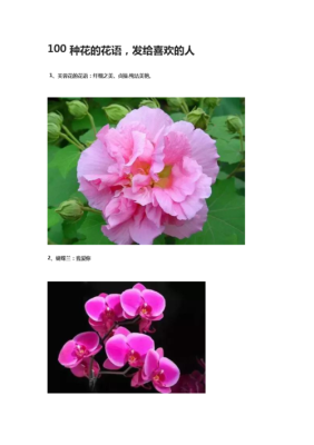 鲜果唯怎么样(问一下代表霸气的花语花有哪些)-第1张图片-厨房小当家 鲜果唯怎么样(问一下代表霸气的花语花有哪些)-第1张图片-厨房小当家