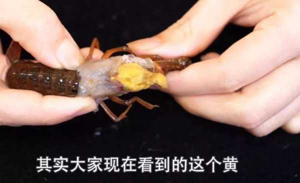 龙虾黄色的地方都是虾黄吗,小龙虾虾黄是哪个部位-第1张图片-厨房小当家 龙虾黄色的地方都是虾黄吗,小龙虾虾黄是哪个部位-第1张图片-厨房小当家