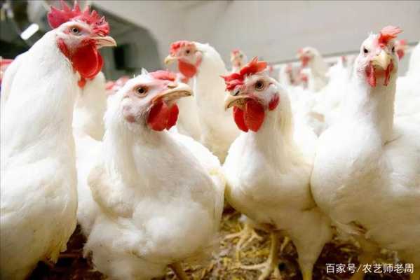 这个鸡怎么样(大用鸡肉质量怎样)-第1张图片-厨房小当家 这个鸡怎么样(大用鸡肉质量怎样)-第1张图片-厨房小当家