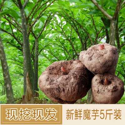 魔芋哪里可以买到(魔芋哪里可以买到正宗)-第2张图片-厨房小当家 魔芋哪里可以买到(魔芋哪里可以买到正宗)-第2张图片-厨房小当家