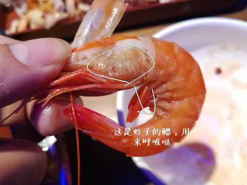 虾的腮在哪里(鳃是怎么呼吸的)-第1张图片-厨房小当家 虾的腮在哪里(鳃是怎么呼吸的)-第1张图片-厨房小当家