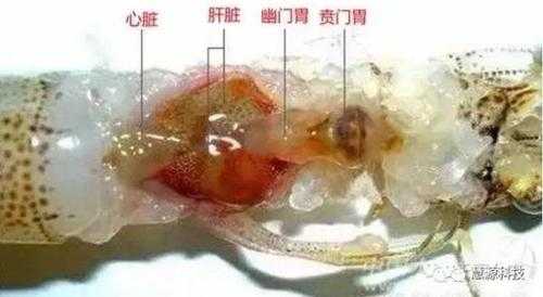 虾的腮在哪里(鳃是怎么呼吸的)-第2张图片-厨房小当家 虾的腮在哪里(鳃是怎么呼吸的)-第2张图片-厨房小当家