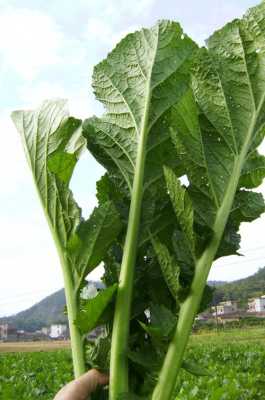芥菜哪里有(芥菜产于哪里)-第2张图片-厨房小当家 芥菜哪里有(芥菜产于哪里)-第2张图片-厨房小当家