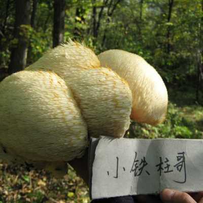 猴头哪里产的,猴菇在哪里买-第1张图片-厨房小当家 猴头哪里产的,猴菇在哪里买-第1张图片-厨房小当家