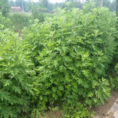 艾叶哪里生产的好,湖北的艾草哪里的最好-第1张图片-厨房小当家 艾叶哪里生产的好,湖北的艾草哪里的最好-第1张图片-厨房小当家